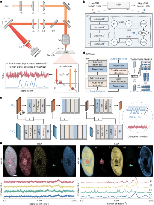 Self-optimized spectral distance for low-light high-throughput Raman hyperspectral imaging