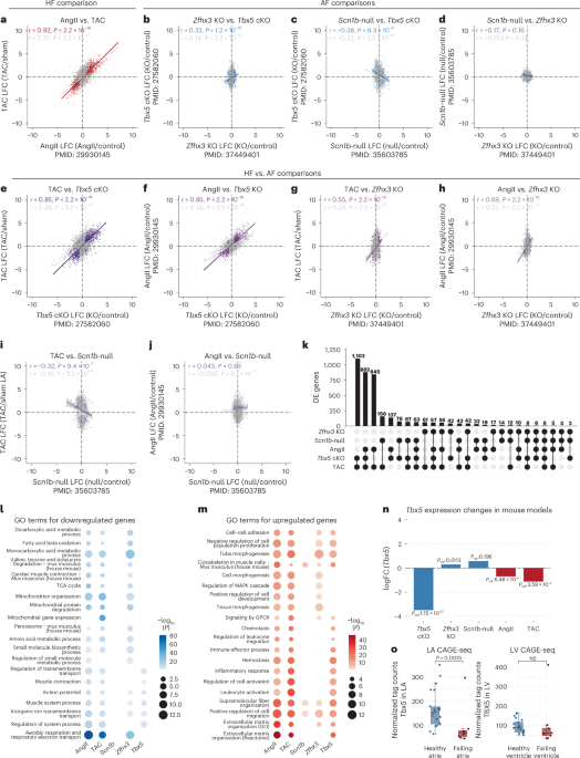 A reduced TBX5-dependent gene regulatory network links atrial fibrillation and heart failure