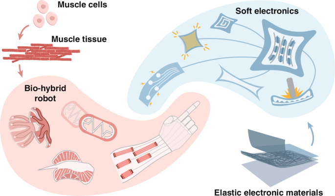 Biohybrid robots evolutionized by soft electronics