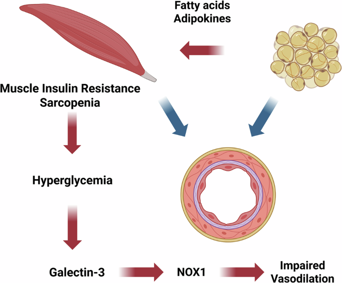 Muscle mass as a resilence factor for endothelial health in obesity