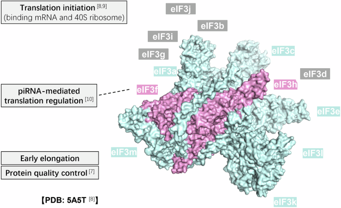 ZOMES: expanding roles of the PCI complexes from protein metabolism to drug discovery