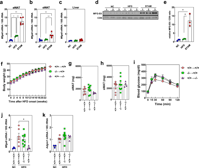 Adipose tissue–derived MFG-E8 promotes hepatic inflammation and fibrosis through macrophage activation in a mouse MASH model