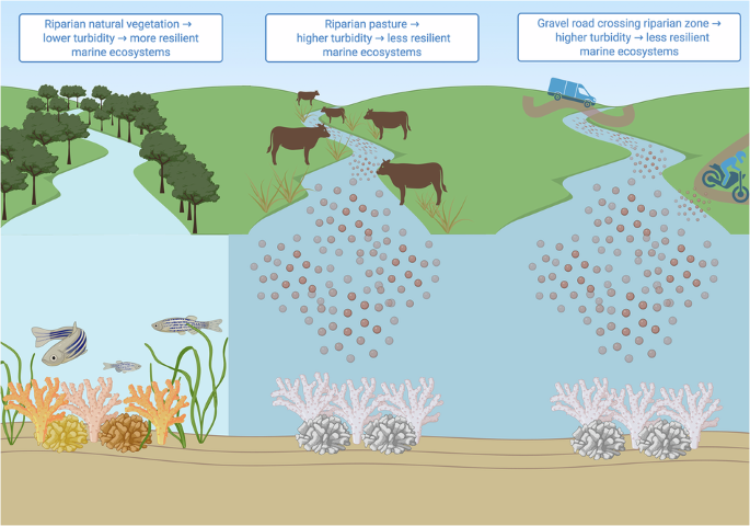 Riparian vegetation reduces coastal turbidity
