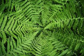 Green chemistry and sustainable manufacturing in India | Opinion