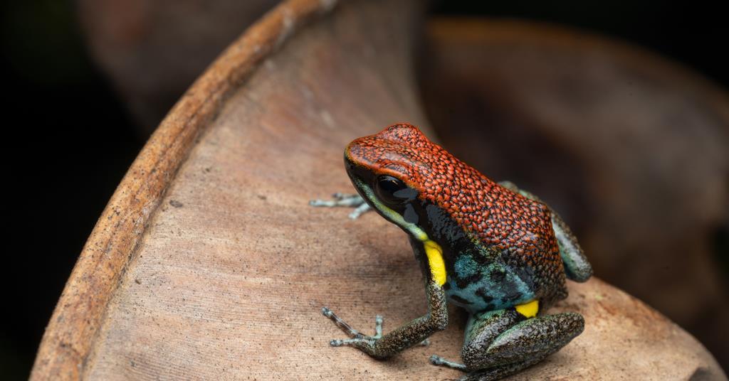 Explainer: What is epibatidine? | News