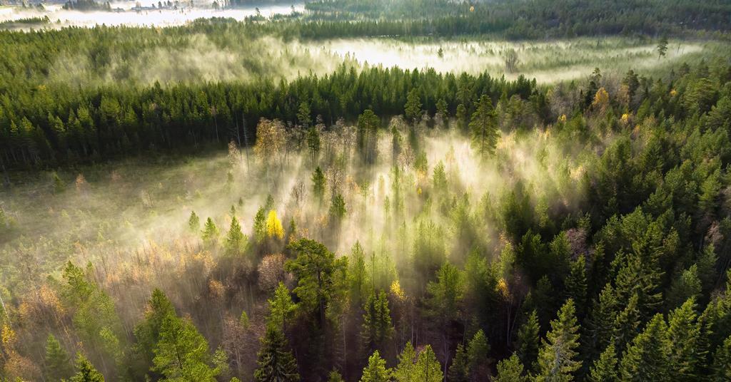 Rising CO2 limits nitrogen uptake in boreal forests, threatening carbon sink capacity