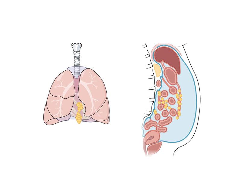 Immunobiology of the serous cavities | Science Immunology