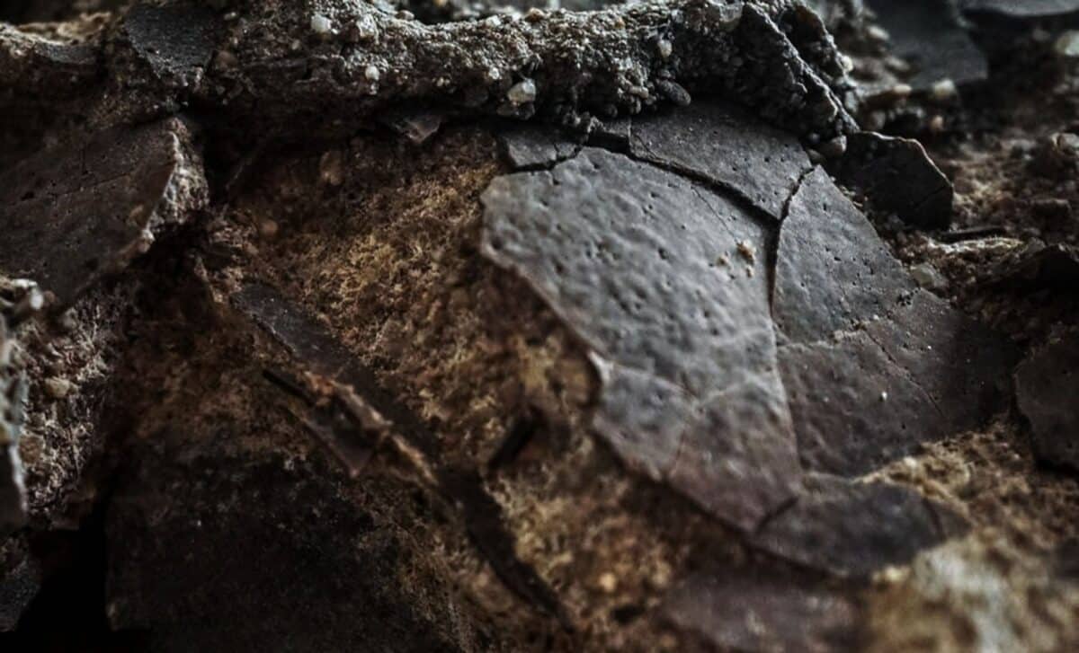 Buried in Stone for 150 Million Years, Intact Dinosaur Eggs Found Preserved Exactly Where a Jurassic Predator Laid