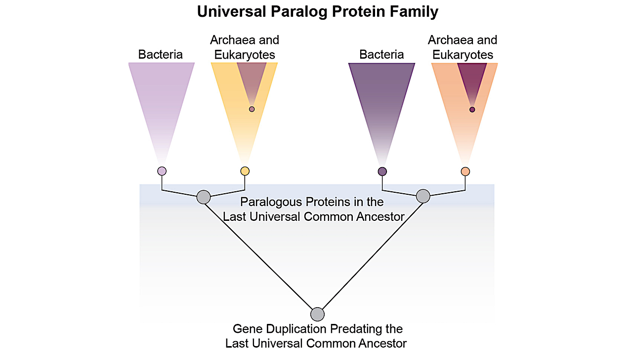 A Window Into Evolution – Before The Tree Of Life