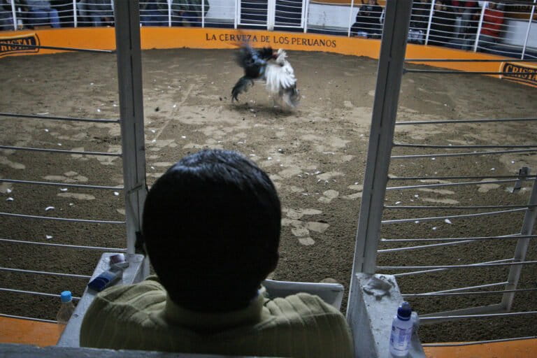 How cockfighting imperils Peru’s critically endangered sawfish