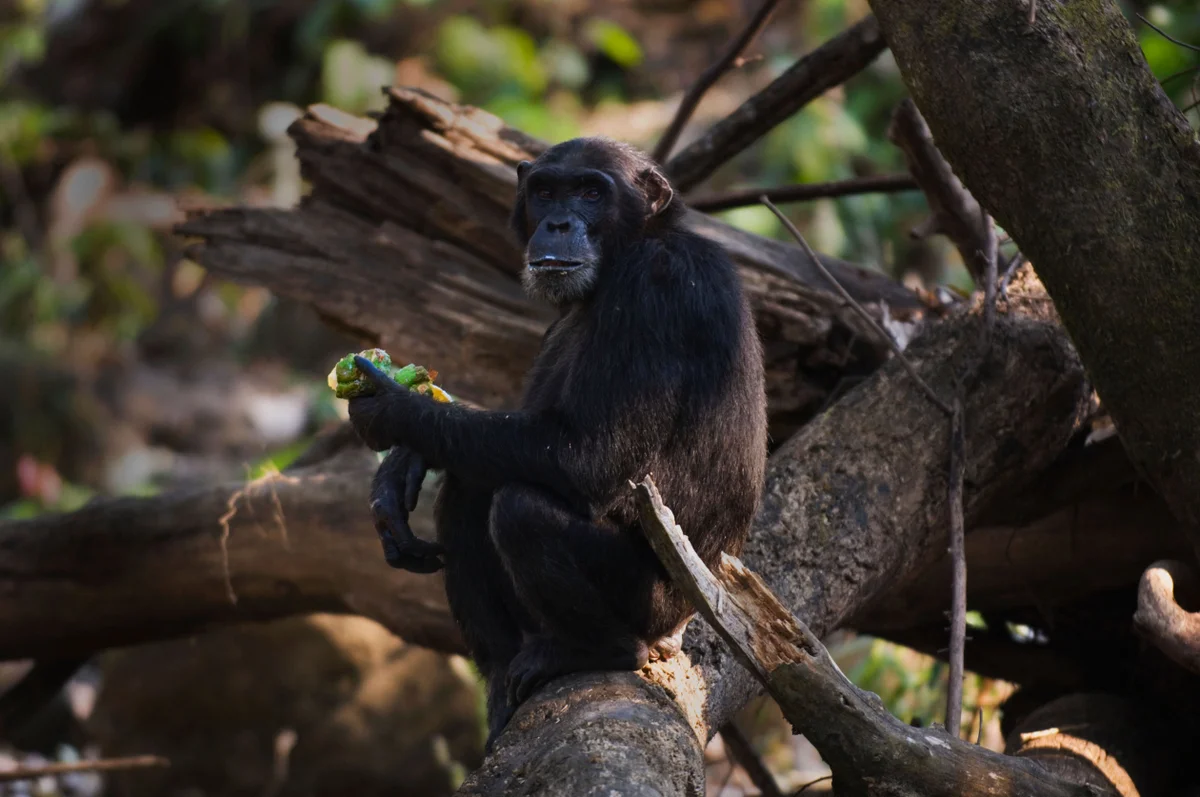 Chimpanzee pee reveals how our primate cousins are getting drunk on fermented fruit