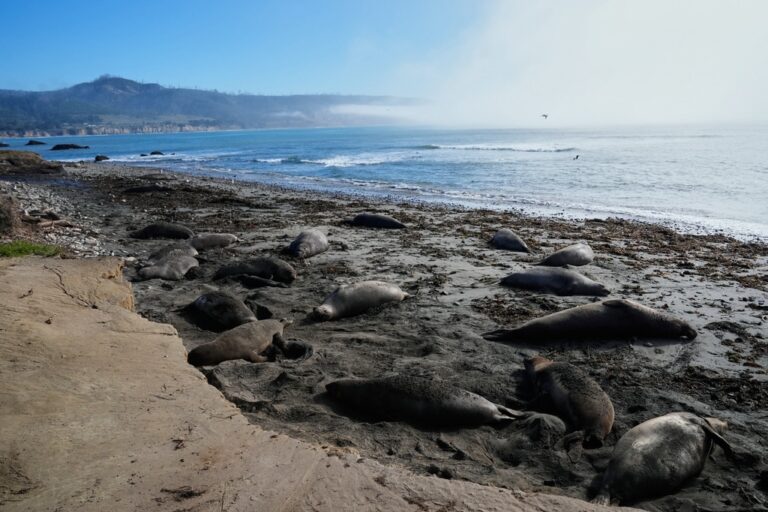 Bird flu outbreak in California elephant seals prompts officials to cancel popular tours