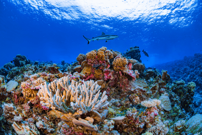 Coral bleaching: How warming seas are transforming the world’s reefs