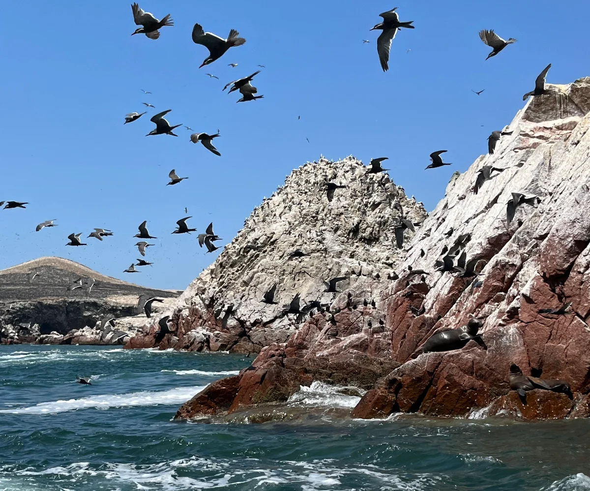 This ancient South American kingdom ran on bird poop