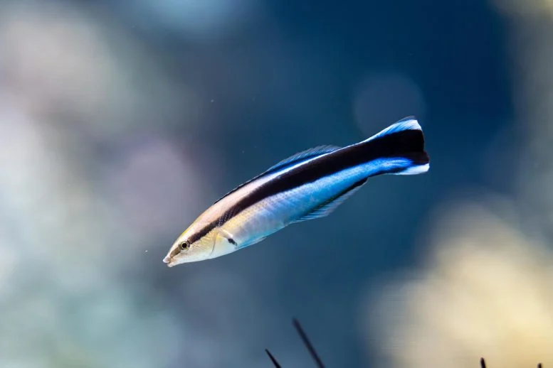 Tiny Fish Stun Scientists With Mammal-Like Intelligence