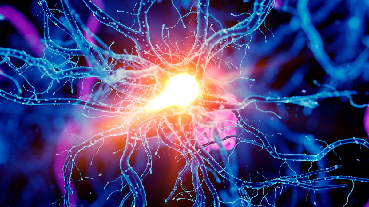 Scientists Discover a Brain Circuit That Enhances Physical Endurance In Mice : ScienceAlert