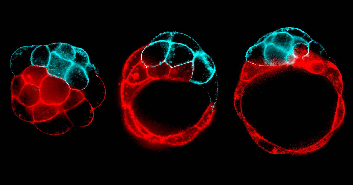 Break It To Make It: How Fracturing Sculpts Tissues and Organs