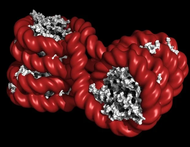 Single prenatal exposure to fungicide linked to disease across 20 generations