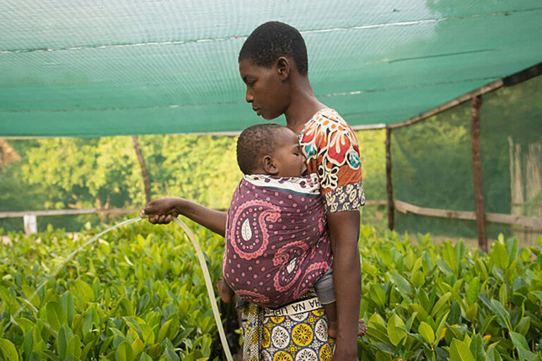 Why so many mangrove restoration projects fail