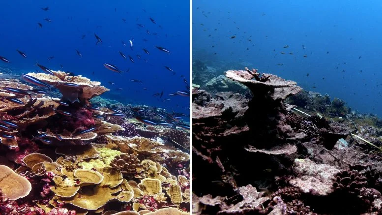 Half the World’s Coral Reefs Devastated by Record Ocean Heat