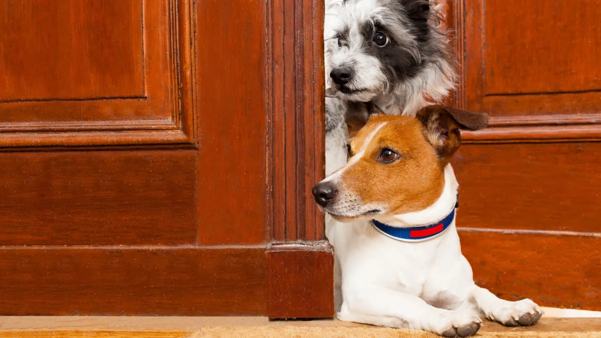 Dogs act like toddlers when trying to help humans