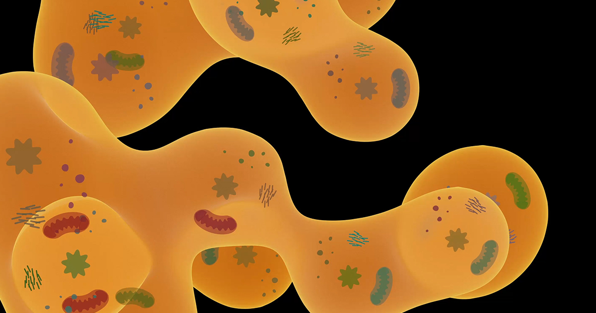The Biophysical World Inside a Jam-Packed Cell