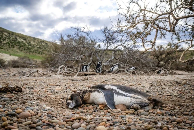 Thousands of Penguins Are Being Killed and the Reason Is Complicated