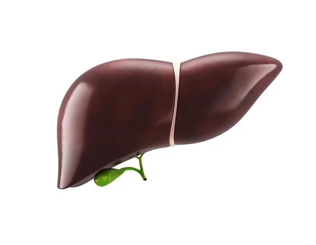 New 3D liver reconstructions show how cirrhosis reshapes organ architecture