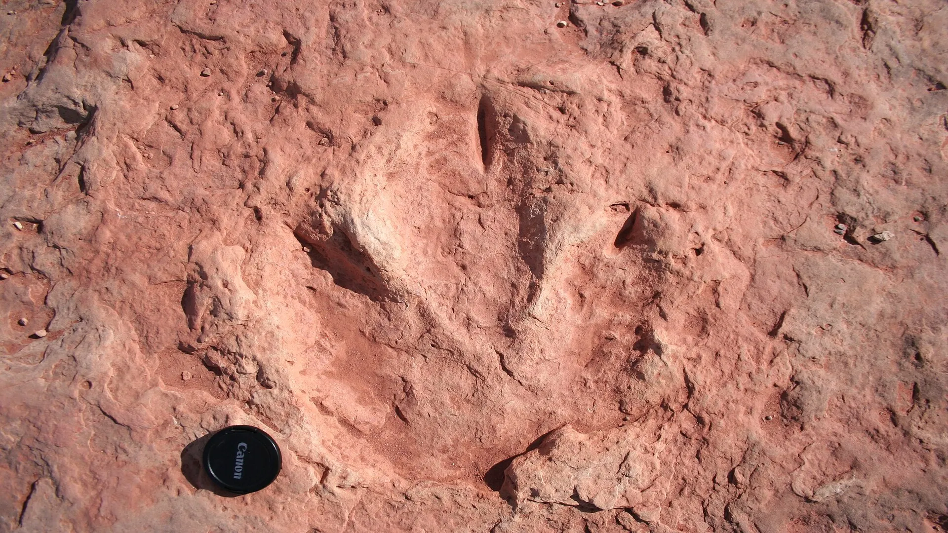 132-million-year-old dinosaur tracks could solve ‘dark period’ puzzle