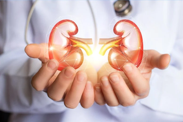 Scientists Watched Kidneys Age in Months and Found a Kidney Protector