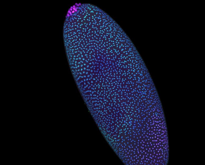Scientists Discover DNA Is Already Organized Before Life Switches On