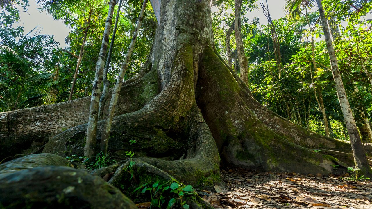 The biggest trees in the Peruvian Amazon store the most carbon — and they also face the greatest threat from humans