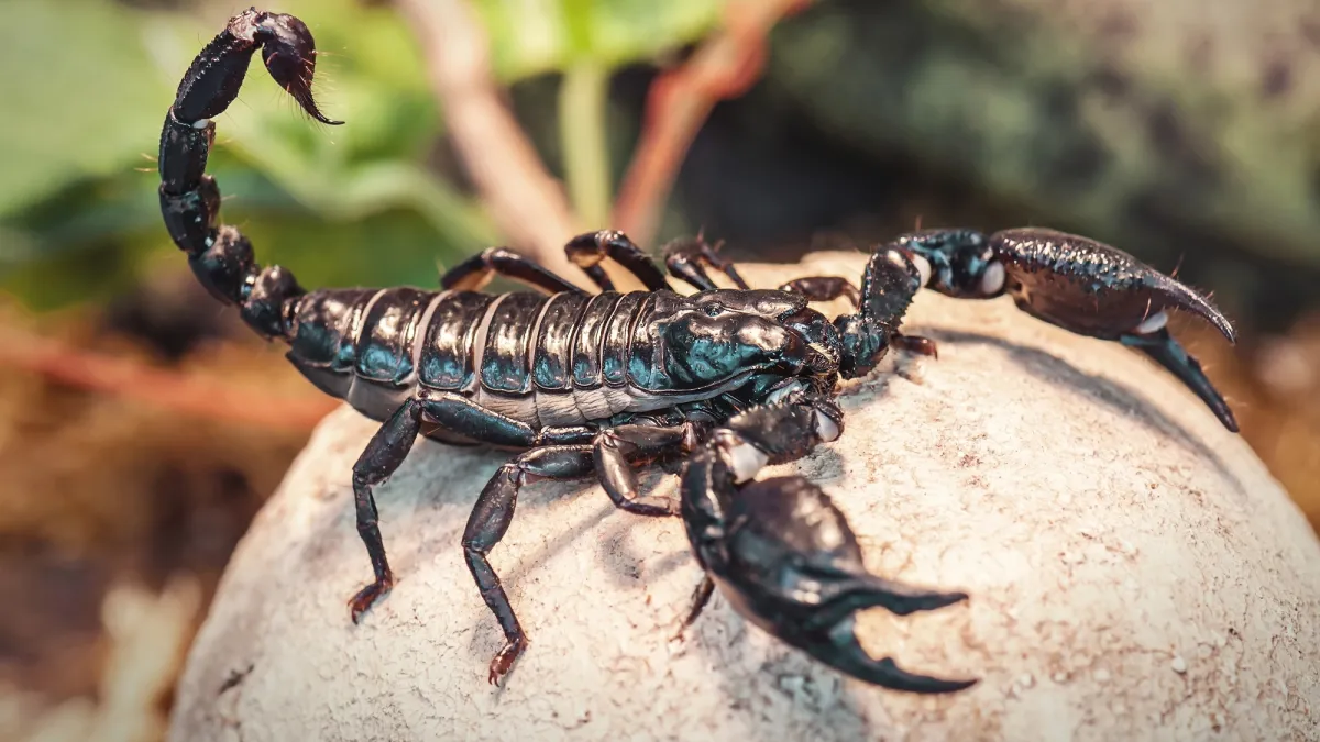 Deadly scorpions are picky about their soil