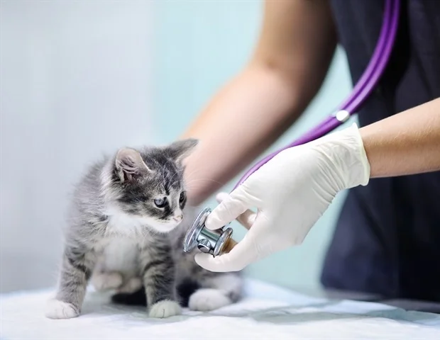 Pigs and grizzly bears may reveal secrets of youthful skin