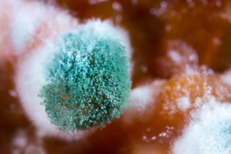 A Simple Blood Protein Could Transform Treatment of a Deadly Fungal Disease