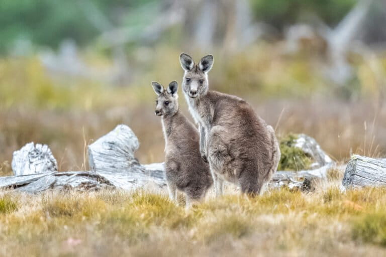 Financing biodiversity: Lisa Miller on investing in nature