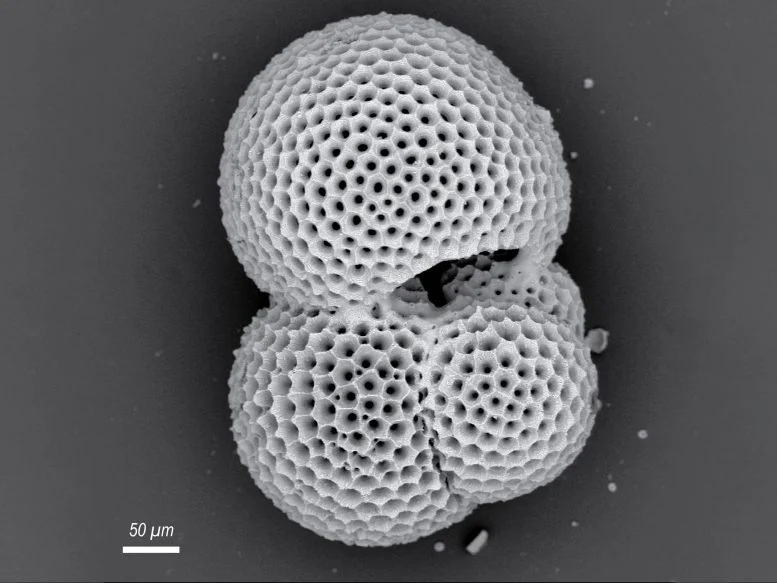 Ancient Plankton Reveal a Surprise About Future Ocean Oxygen