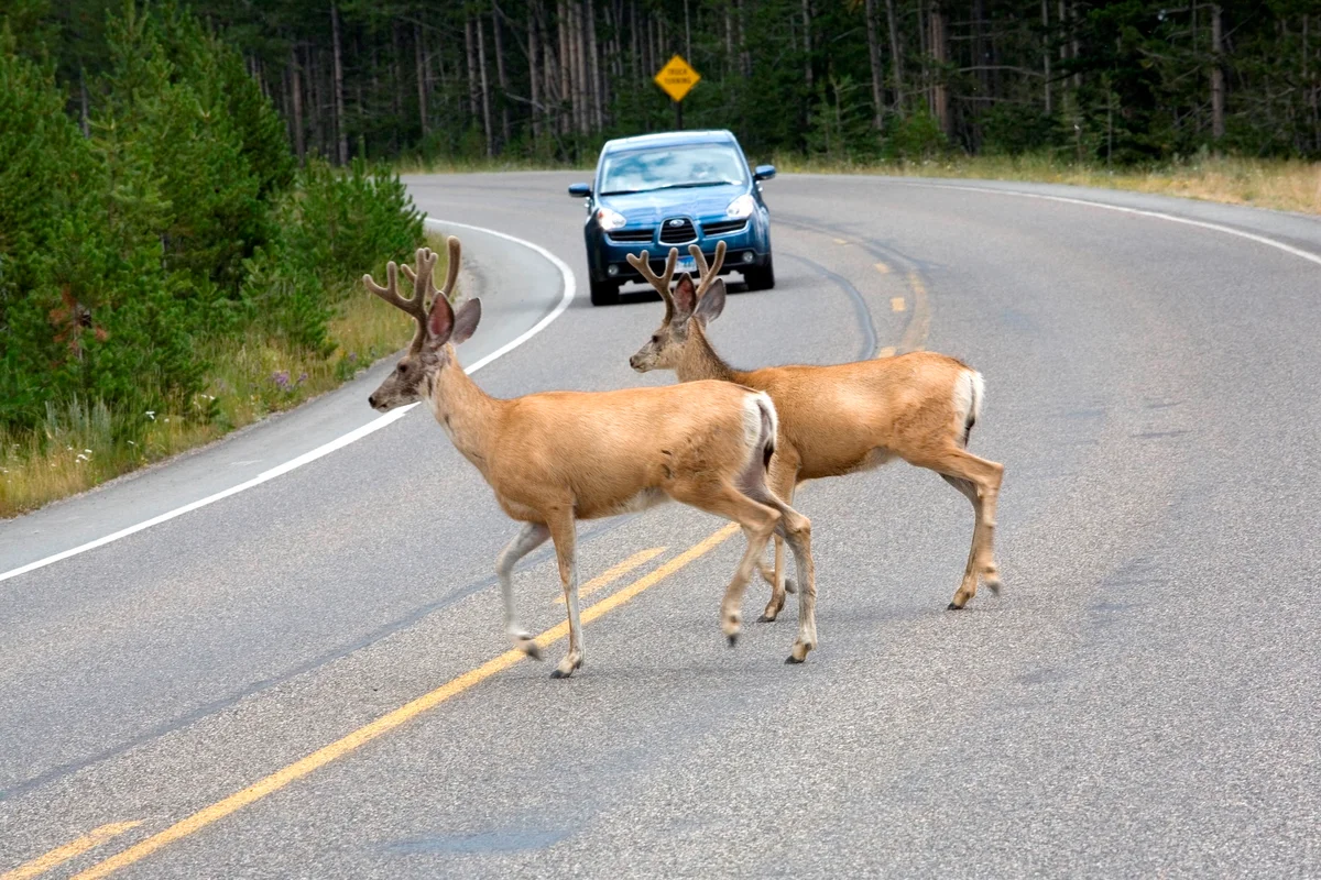 The surprising scientific value of roadkill