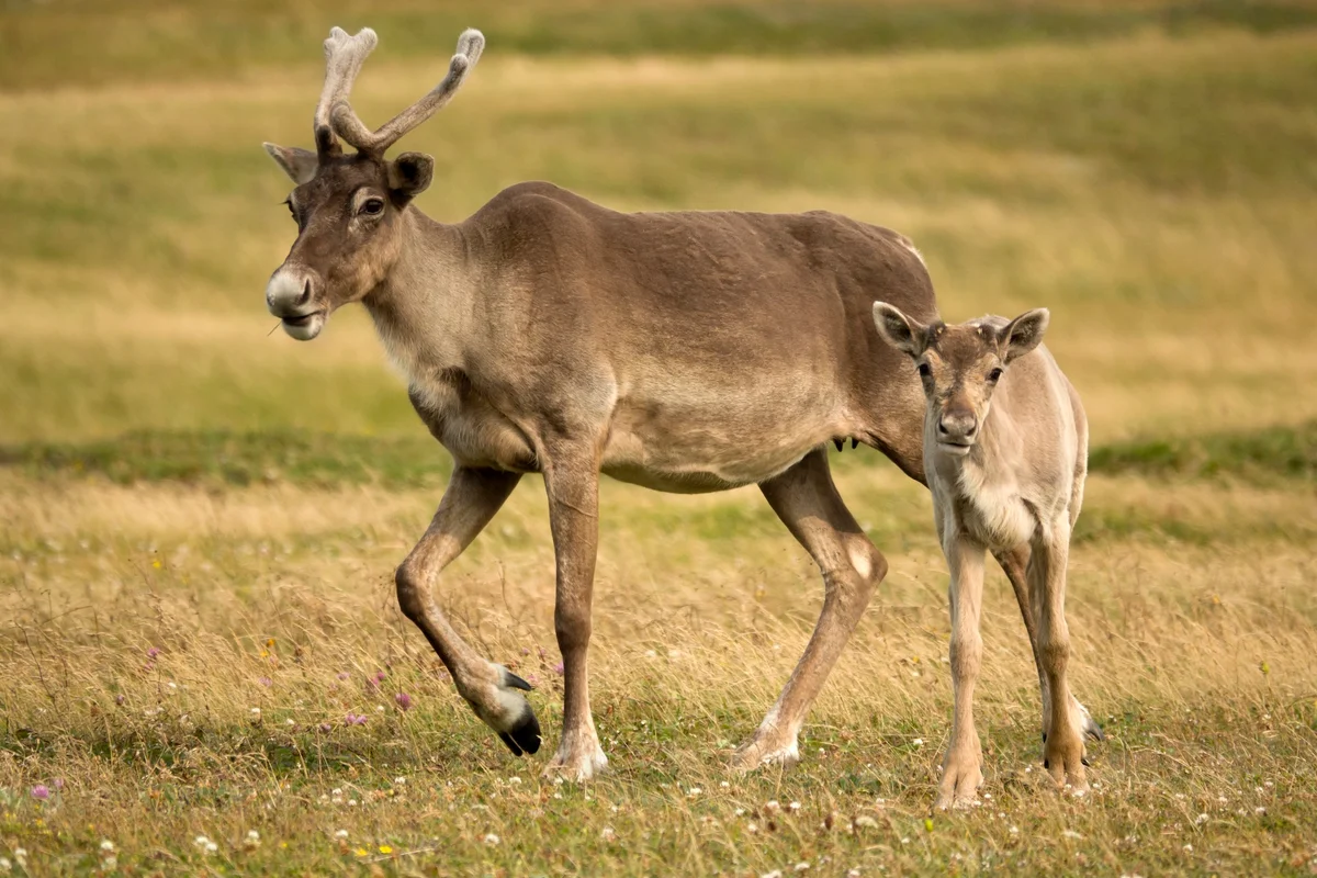 Female caribou grow antlers as a built-in postbirthing snack