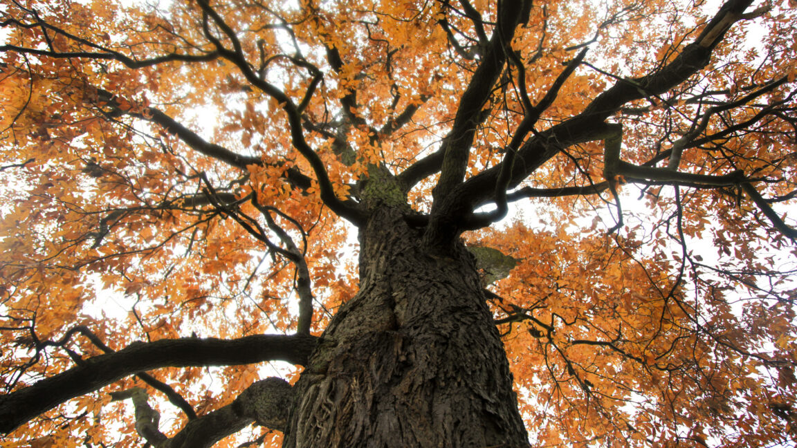 Bringing the “functionally extinct” American chestnut back from the dead