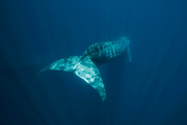 The US Navy detected a strange sound in the ocean. These scientists think it could be coming from the loneliest animal on the planet