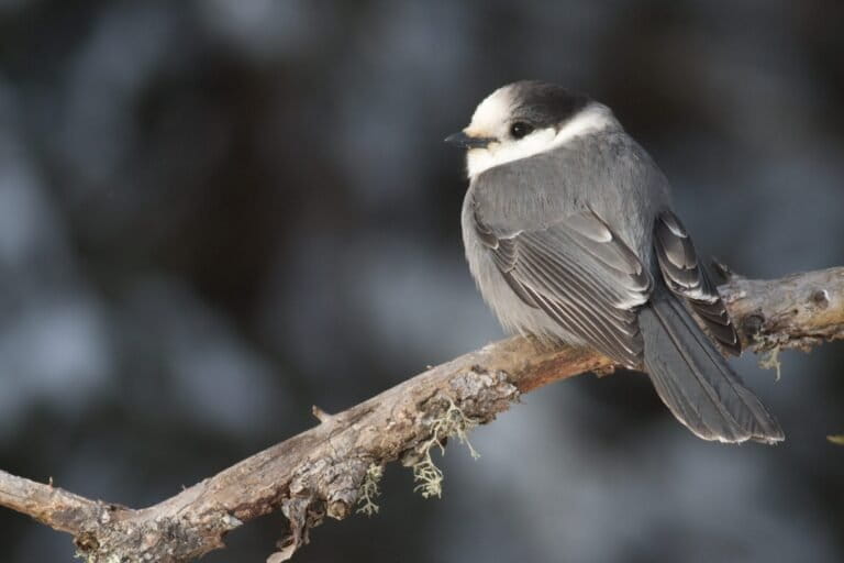 Local communities join global push to protect European, Arctic & US peatlands