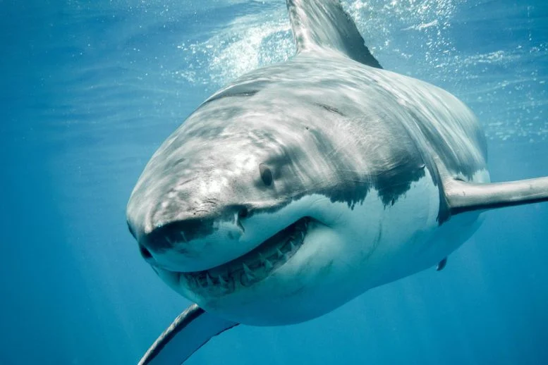 “Ghost” 7-Foot Great White Shark Caught in the Mediterranean Sparks 160-Year Investigation