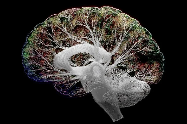 Scientists Reveal the Brain’s Hidden Map of Thought