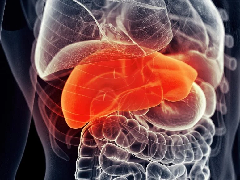 New Compound Protects Liver After Major Intestinal Surgery