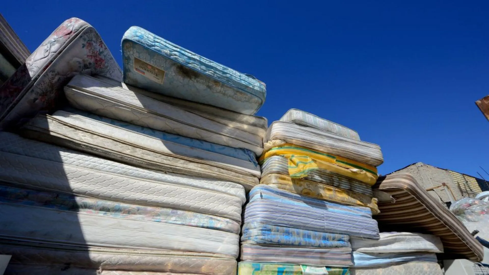 Fungus helps transform old mattress waste into sustainable insulation