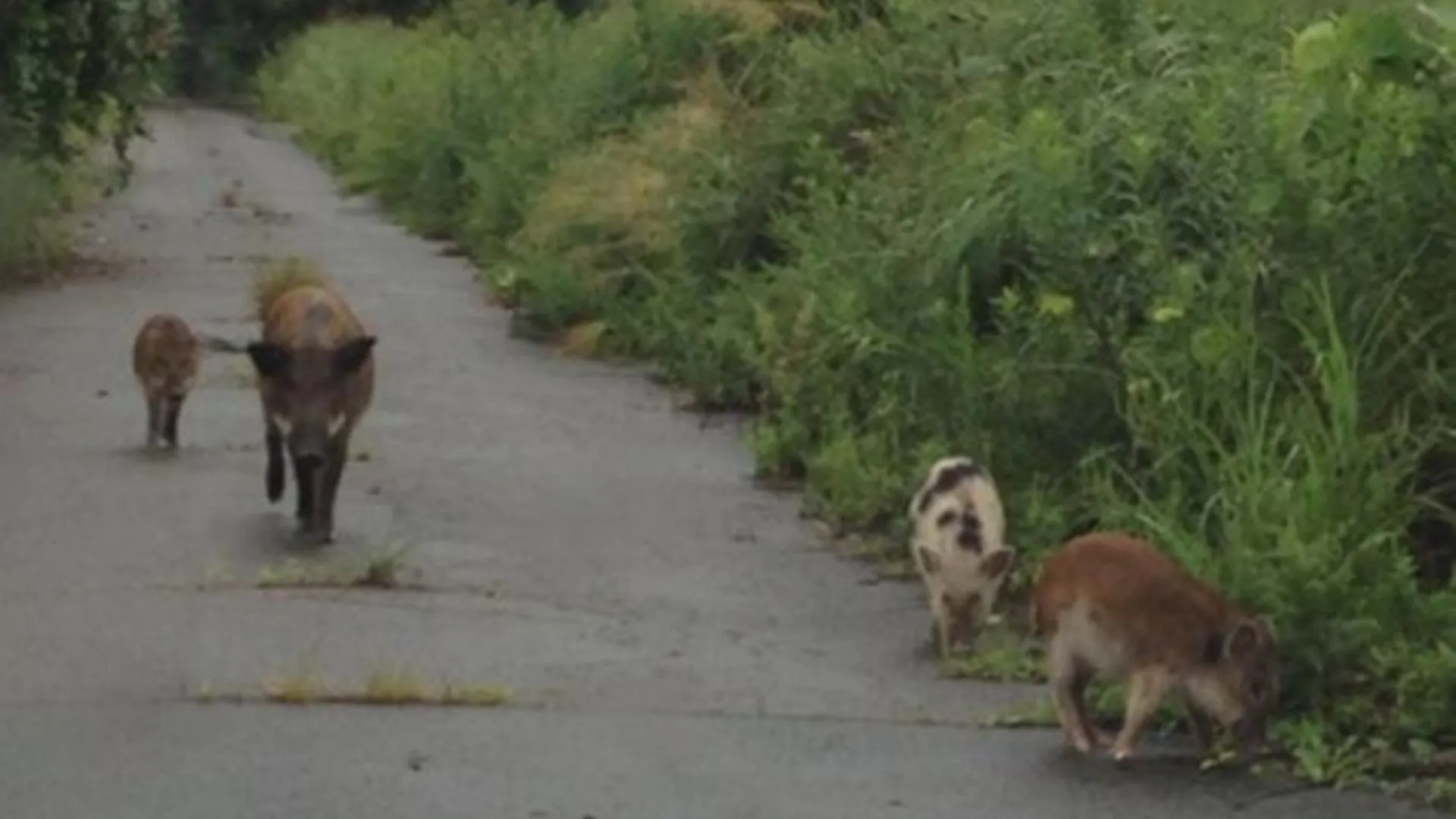 Escaped pigs speed wild boar breeding after Fukushima nuclear disaster