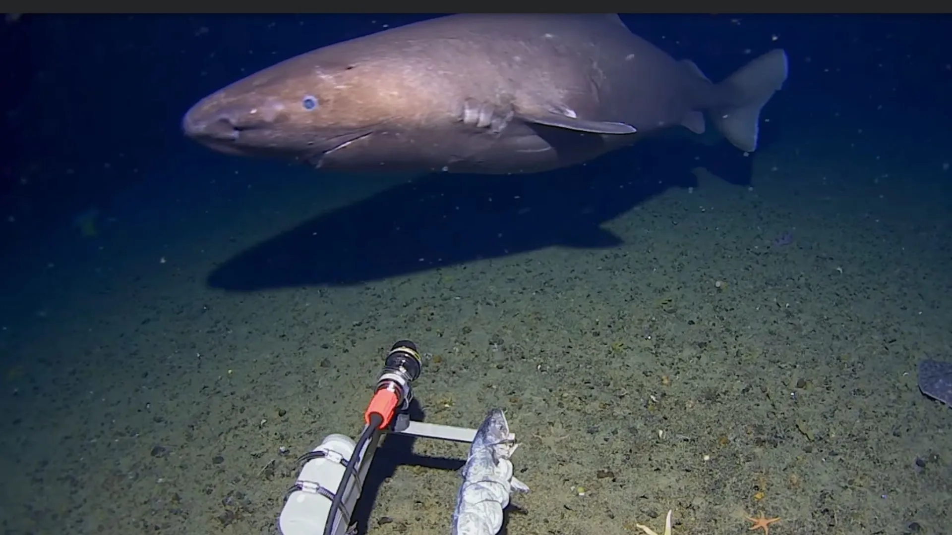 Massive 13-foot shark filmed in Antarctic waters for the first time