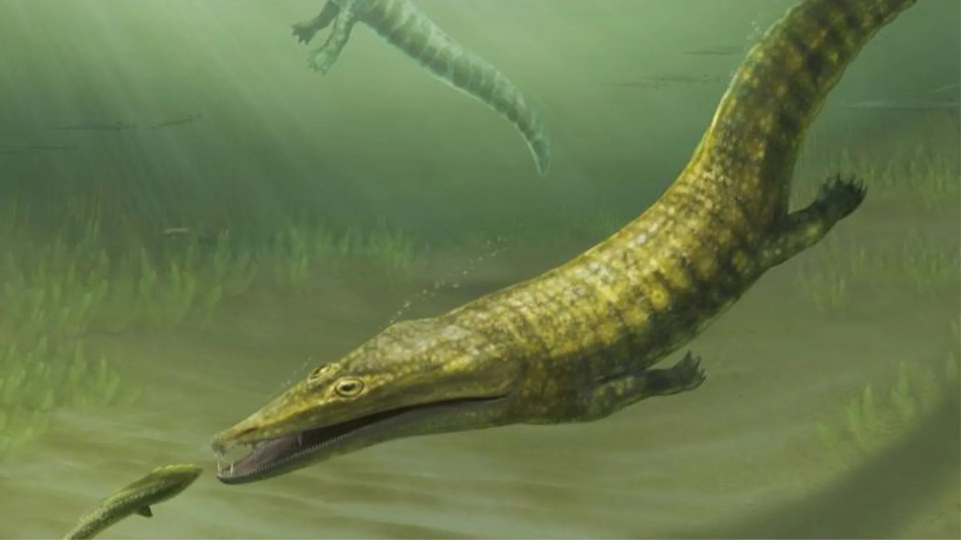 Australia fossils reassessed show globe-trotting sea salamanders