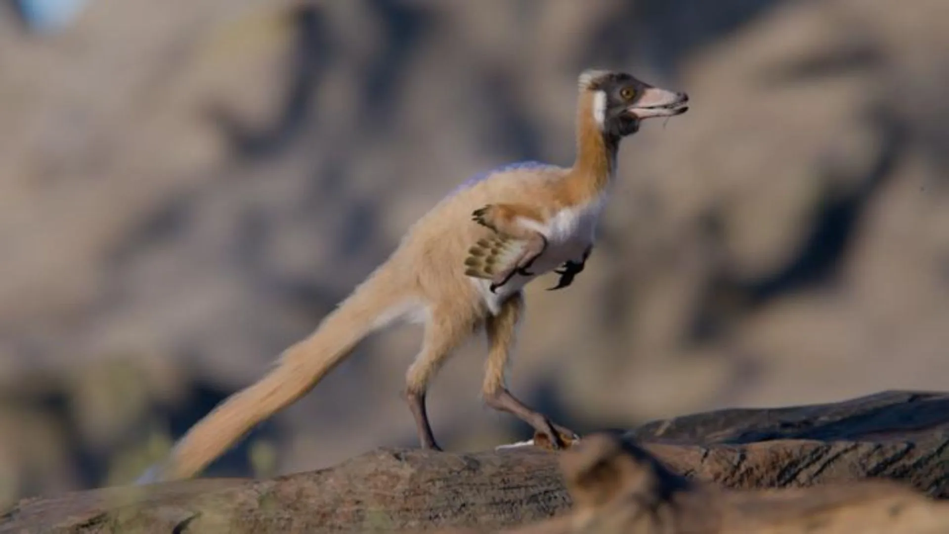 90-million-year-old tiny bird-like dinosaur’s skeleton unearthed in Argentina